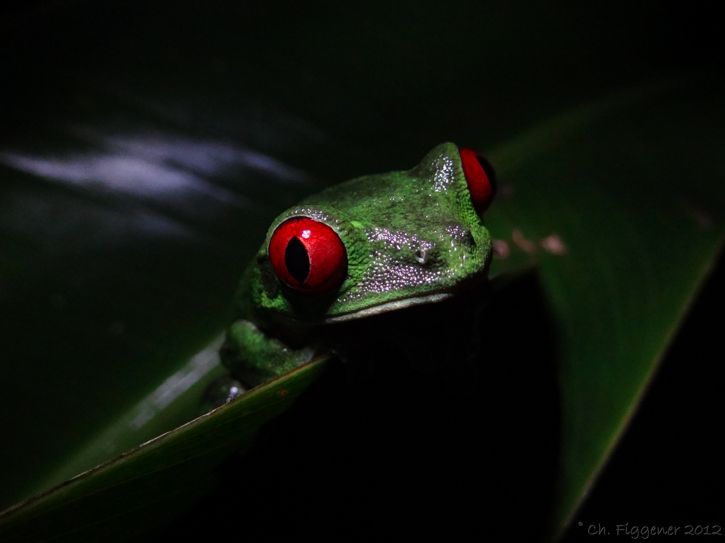 Red Eyed Tree Frog