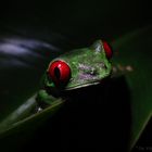 Red Eyed Tree Frog