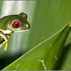 Red-eyed Tree Frog