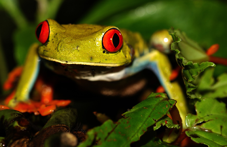 Red Eyed Tree Frog