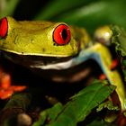 Red Eyed Tree Frog