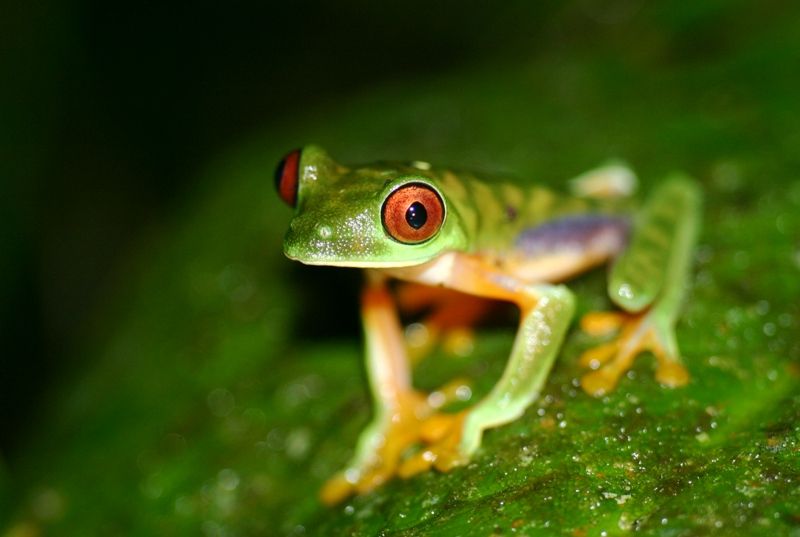 Red Eyed Treefrog