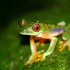 Red Eyed Treefrog