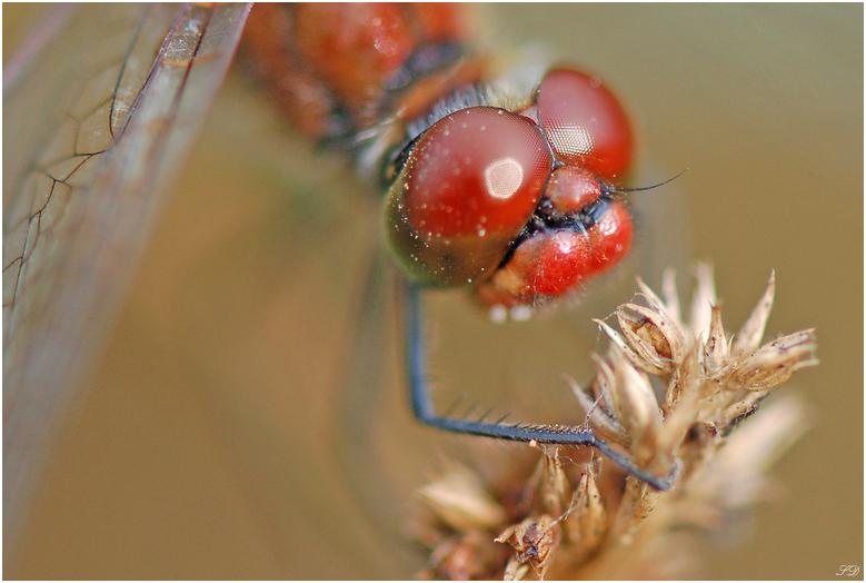 "Red Eyes"