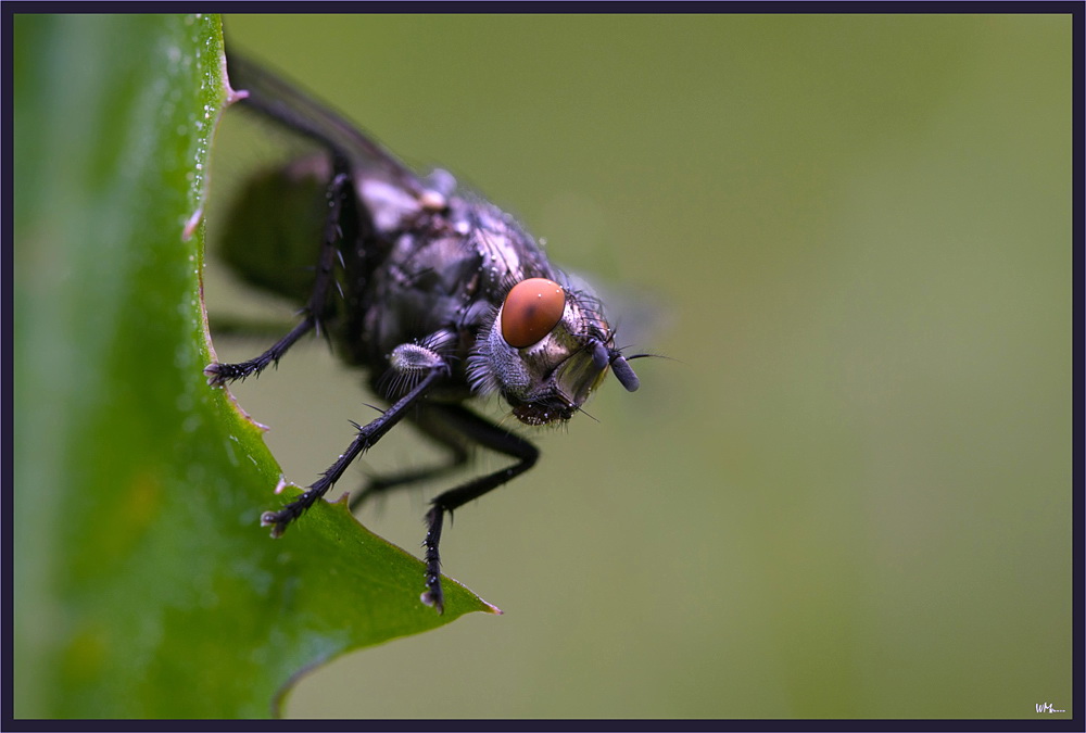 Red eyes