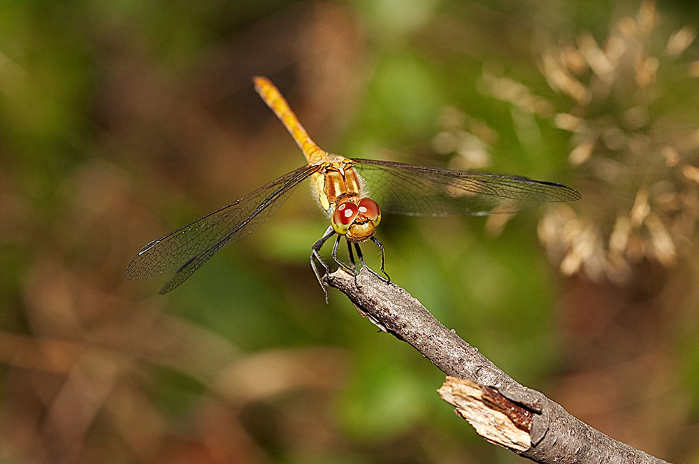 Red Eyes