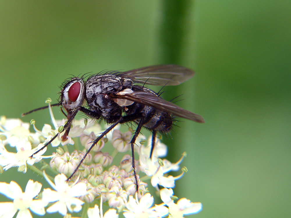 red eyes