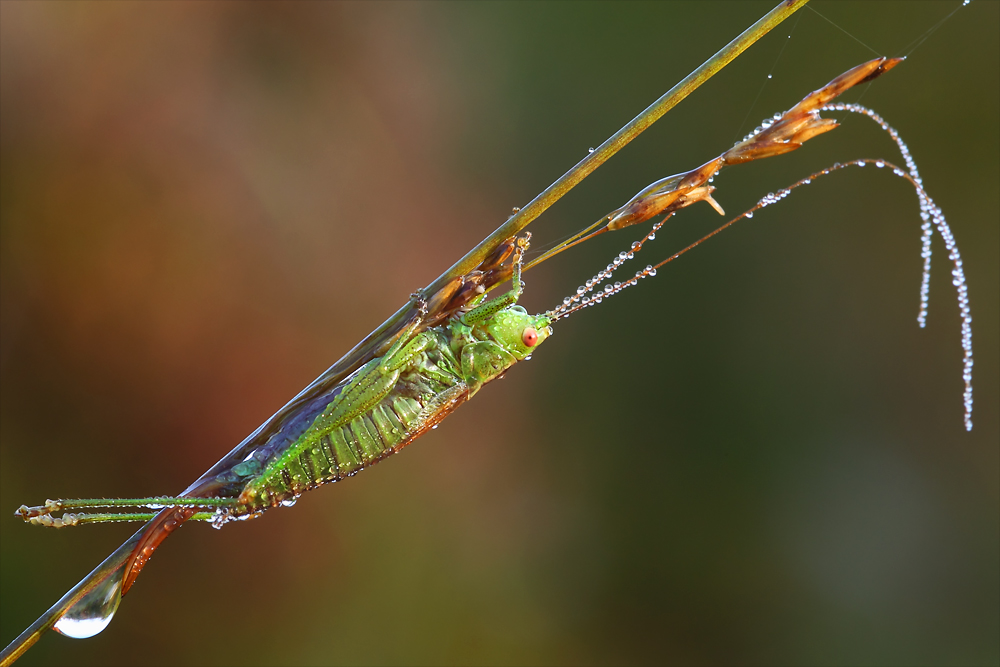 Red Eyes