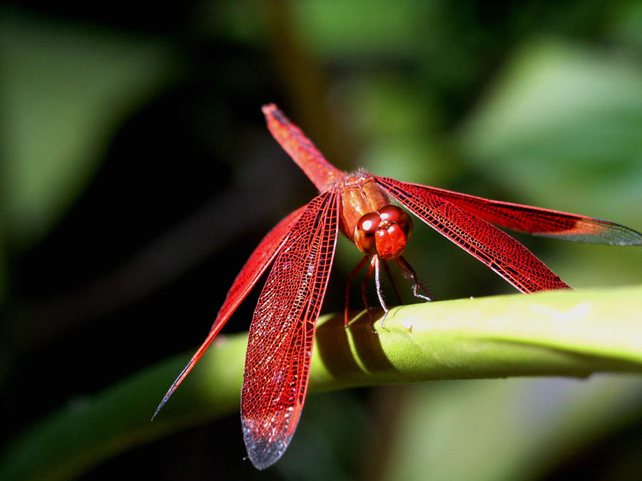 red eyes