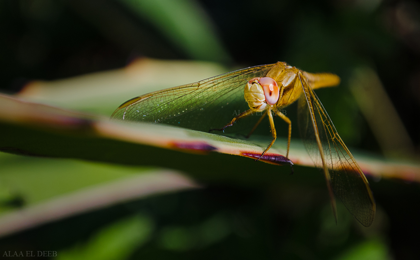 RED EYES