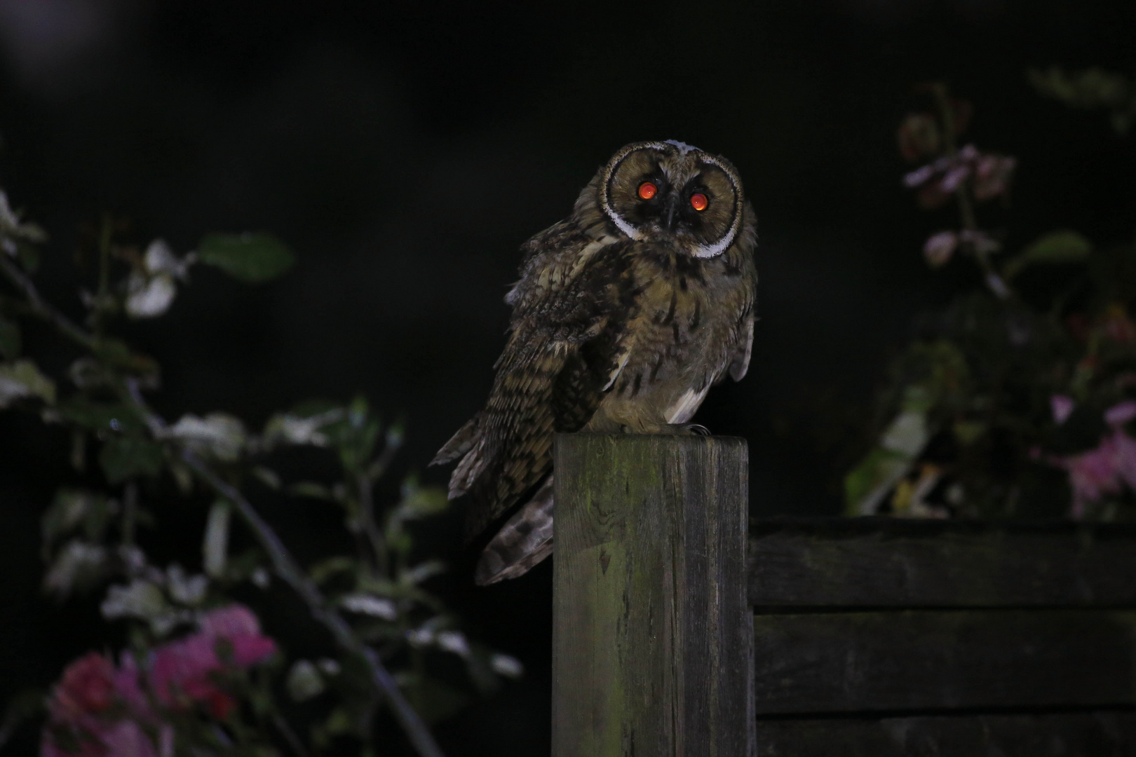 red eyes in the darkness