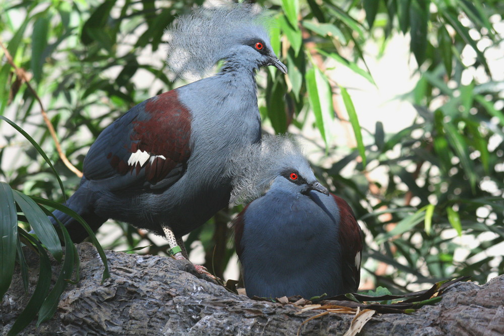 Red Eyes - Smithsonian National Zoological Park 2007