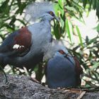 Red Eyes - Smithsonian National Zoological Park 2007