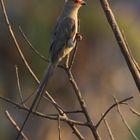 Red-faced Mousebird