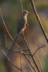 Red-faced Mousebird