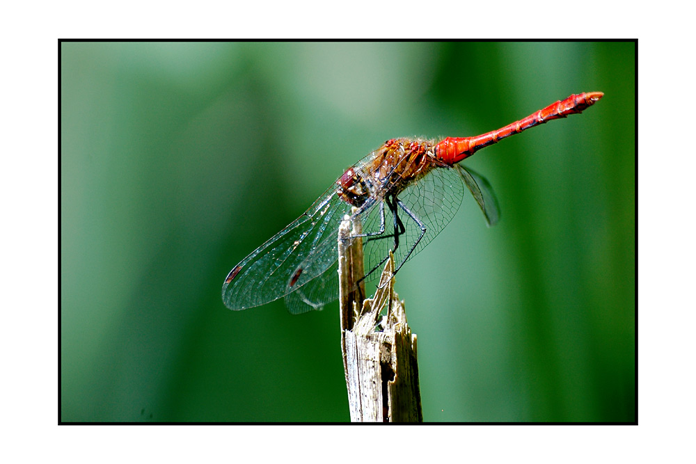 red fairy