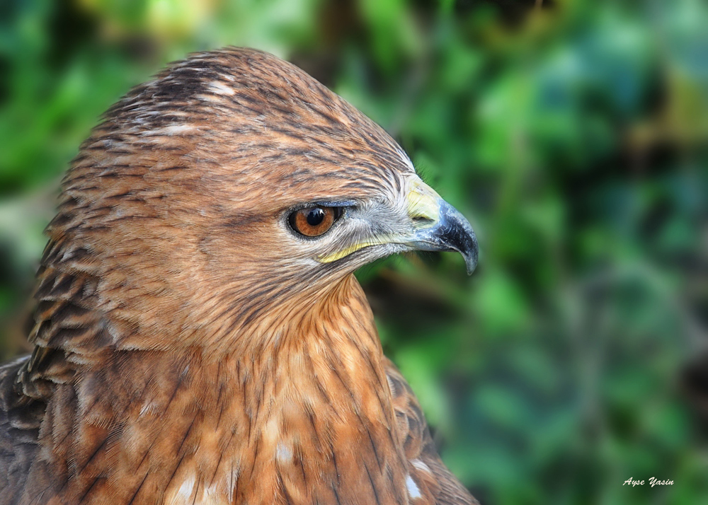 Red Falcon