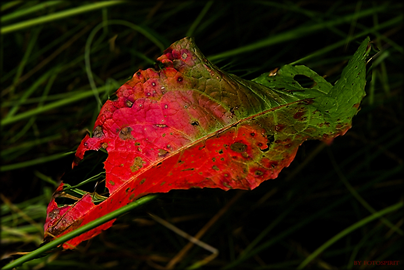 Red Fall