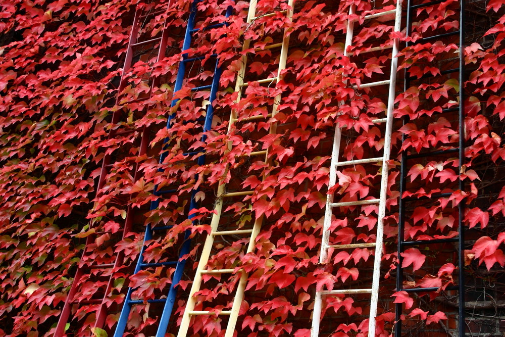 red fall two von tanager 