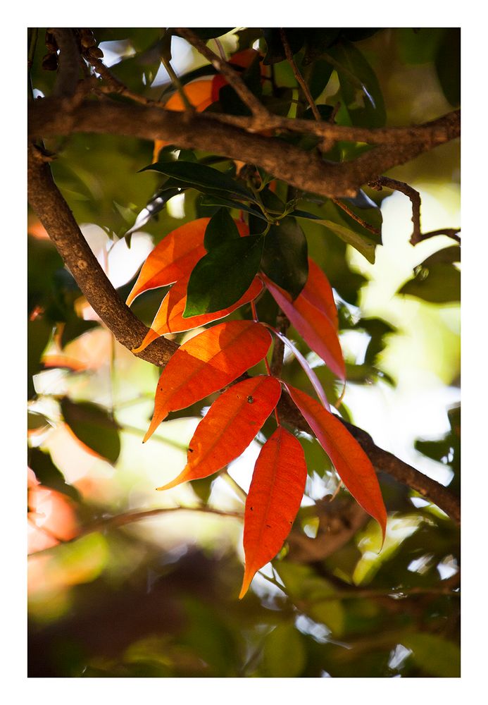 Red fallen leaves