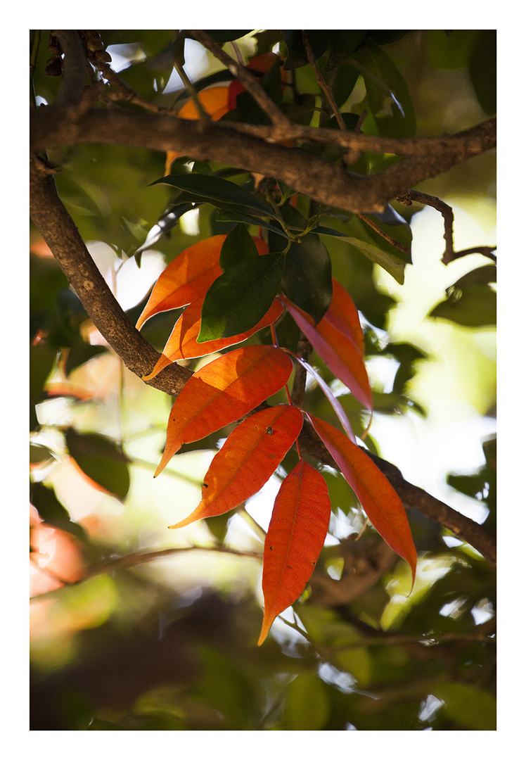 Red fallen leaves