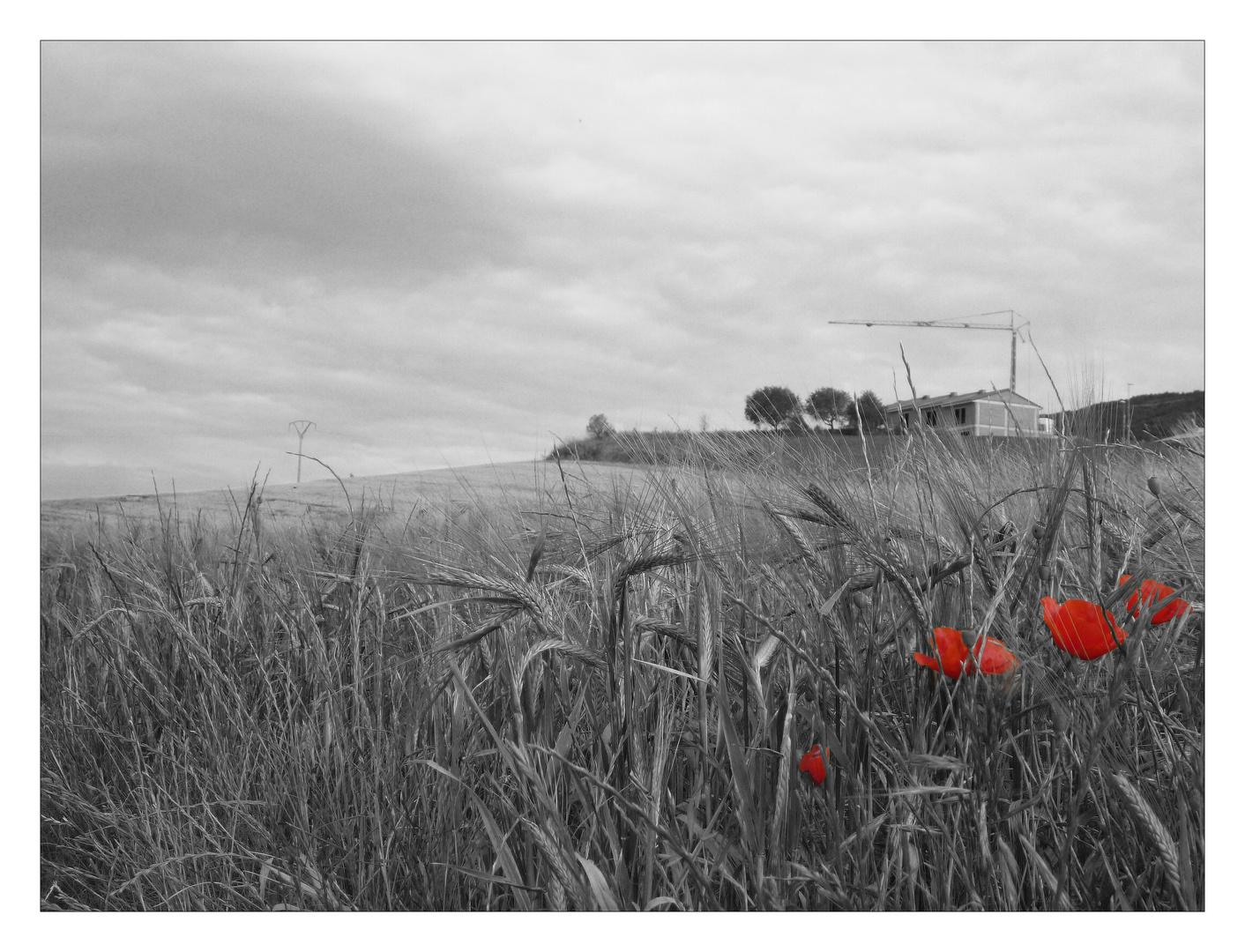 red field