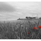 red field