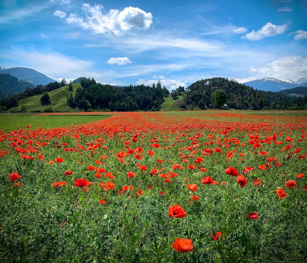 Red field 