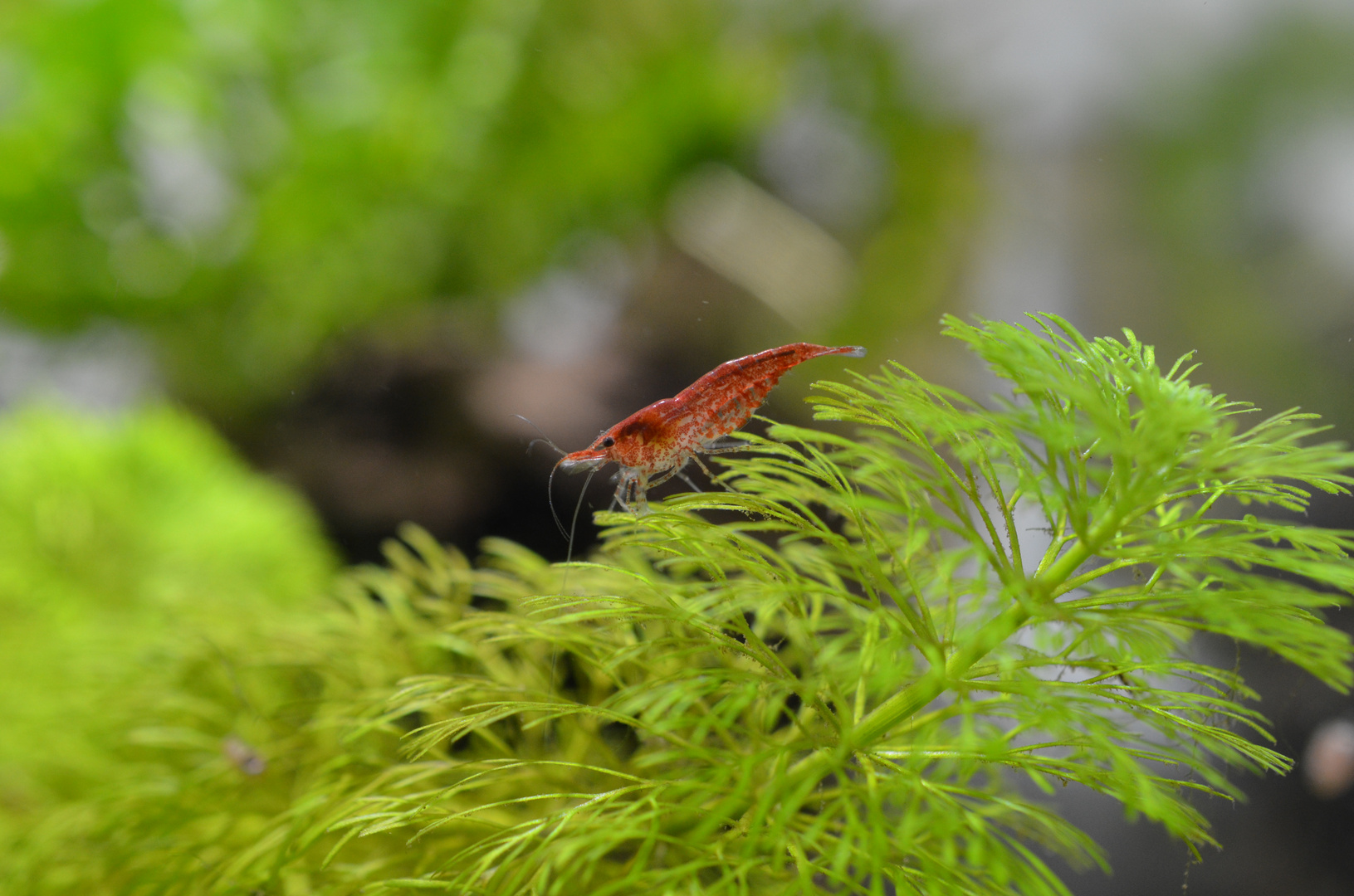 Red Fire Garnele Foto Bild Tiere Haustiere Aquaristik Bilder