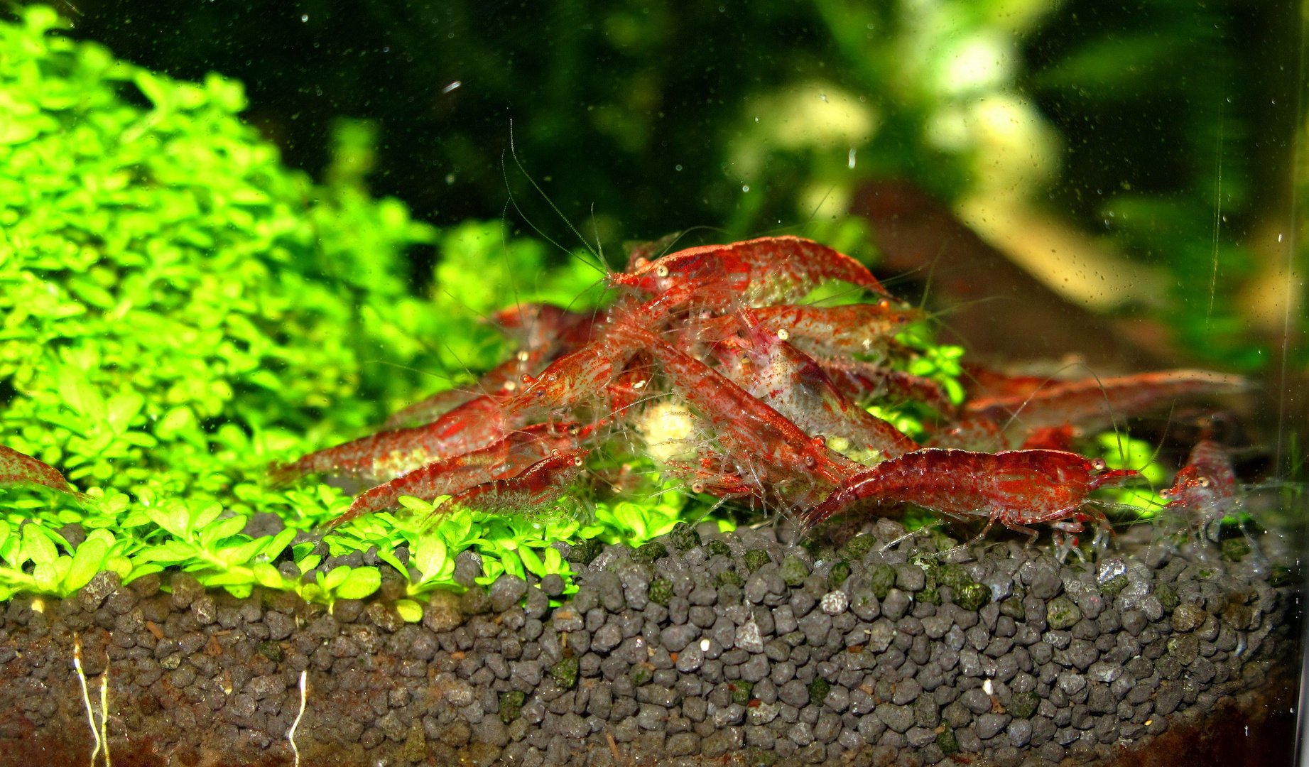 Red Fire Garnelen Foto & Bild tiere, haustiere, aquaristik Bilder auf
