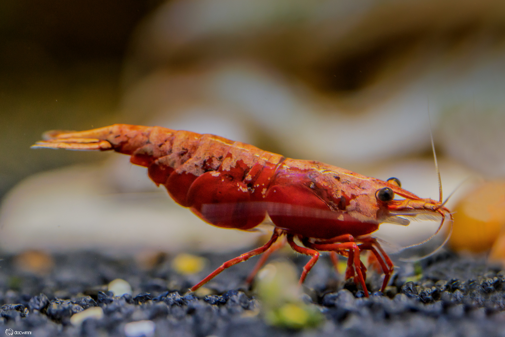 Red Fire Neocaridina Zwerggarnele