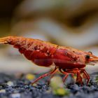 Red Fire Neocaridina Zwerggarnele