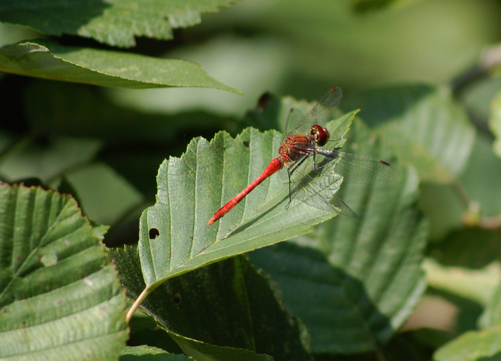 Red firefly on a leaf