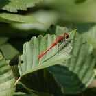 Red firefly on a leaf
