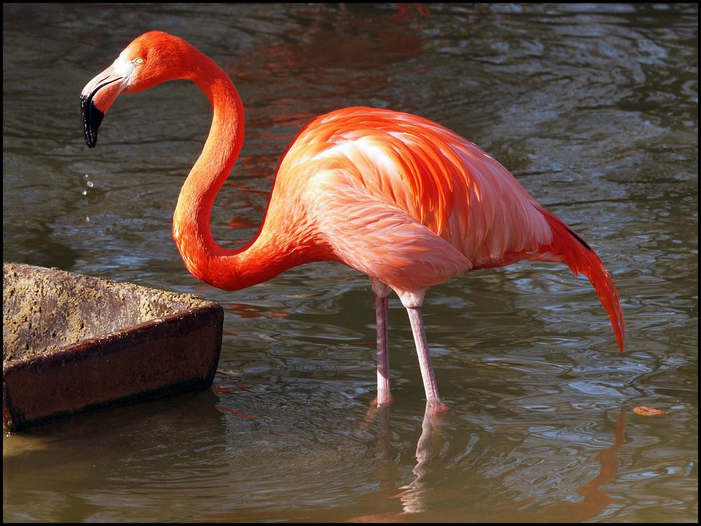 Red Flamingo