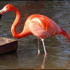 Red Flamingo