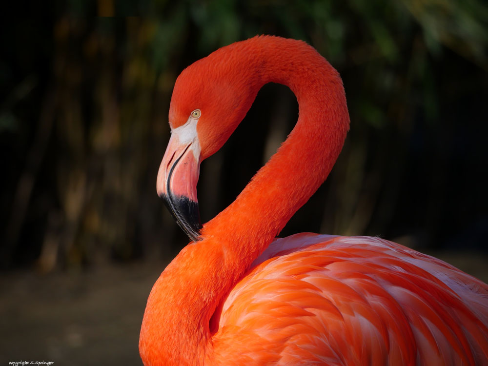 red Flamingo.......