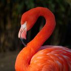 red Flamingo.......