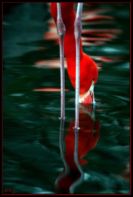 Red Flamingo