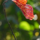 Red flourish