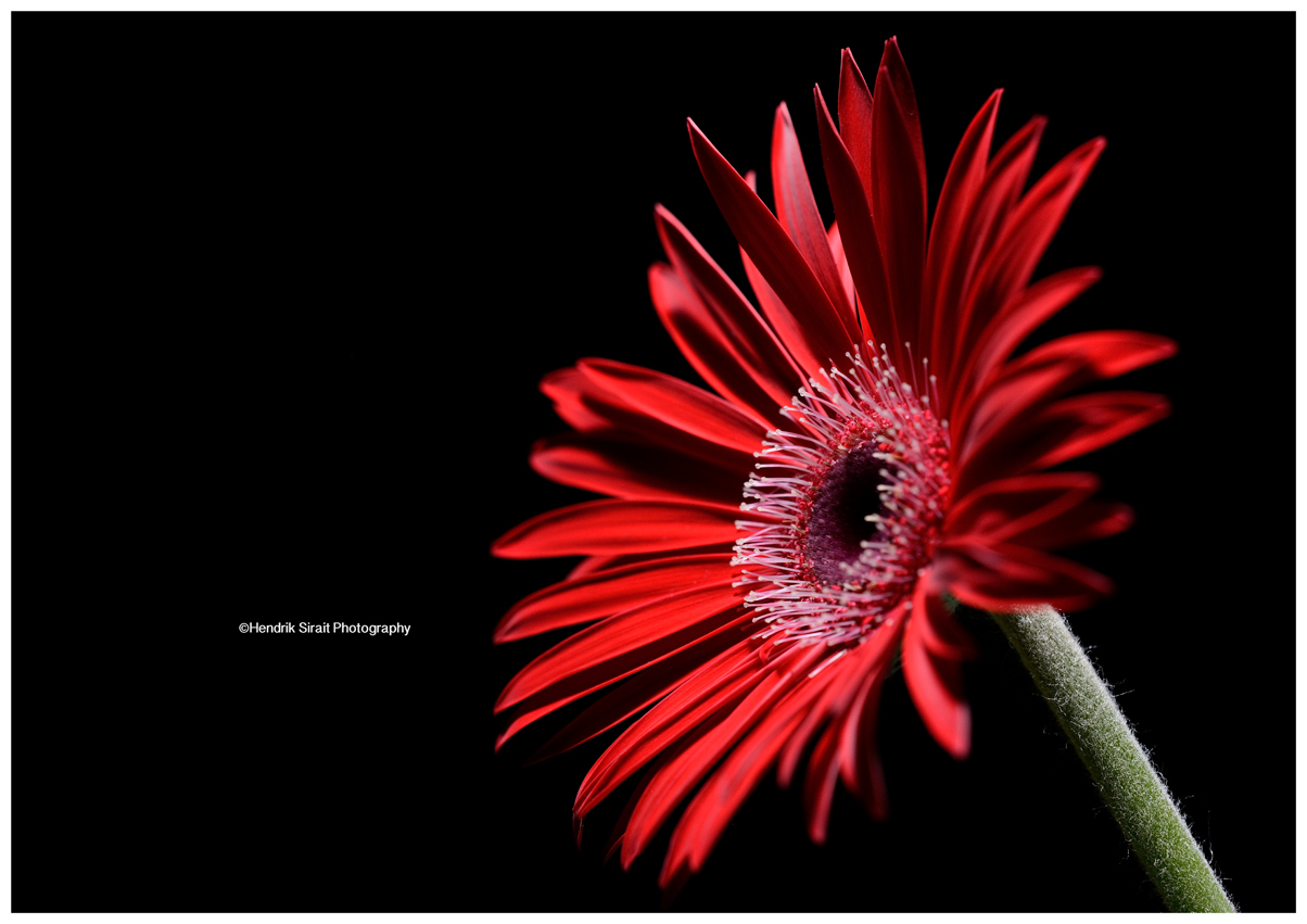 Red Flower