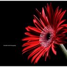 Red Flower