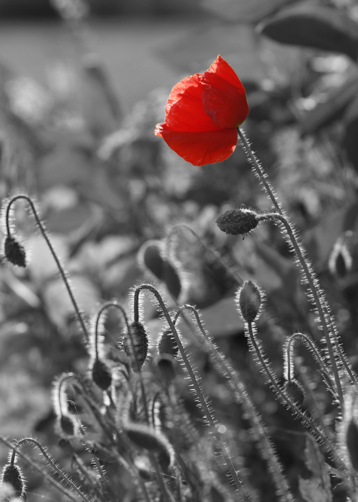 red flower