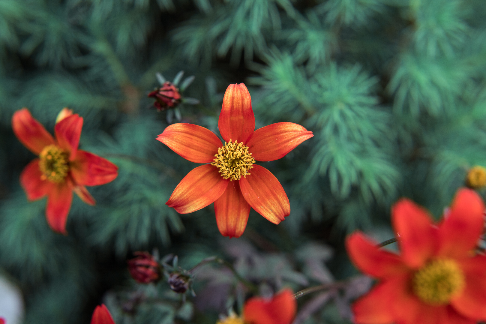 Red Flower