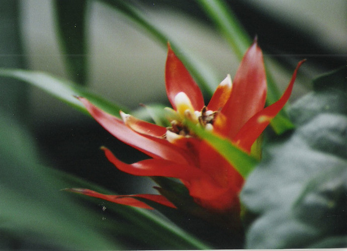 red flower