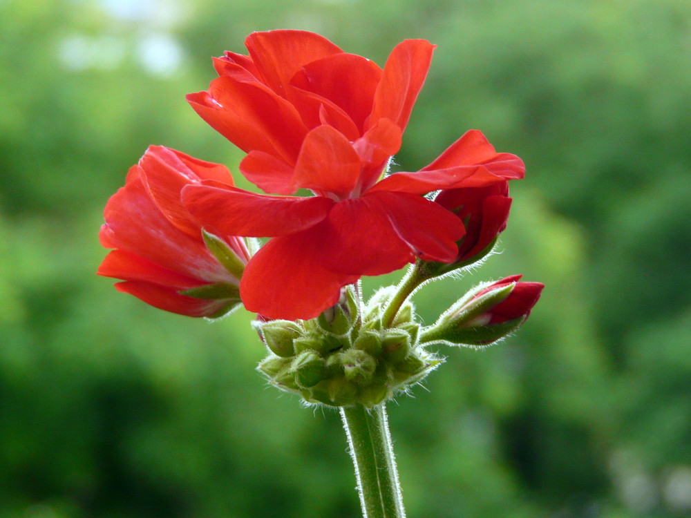 Red Flower