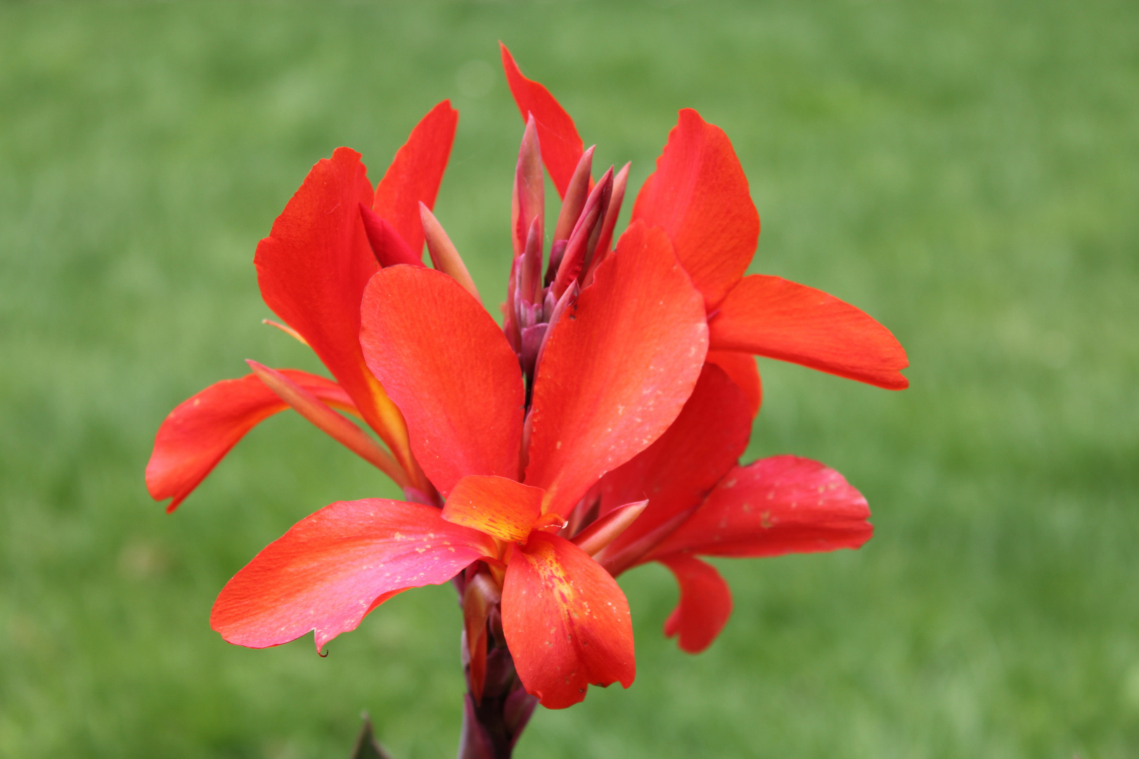 red flower