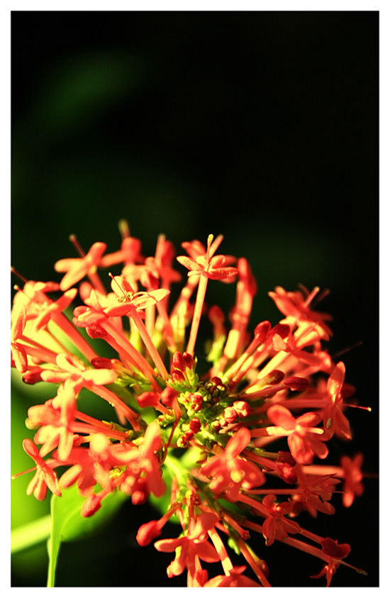 red flower