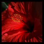 Red Flower