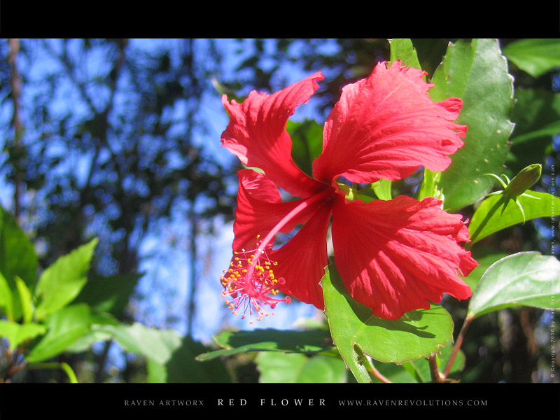 RED FLOWER